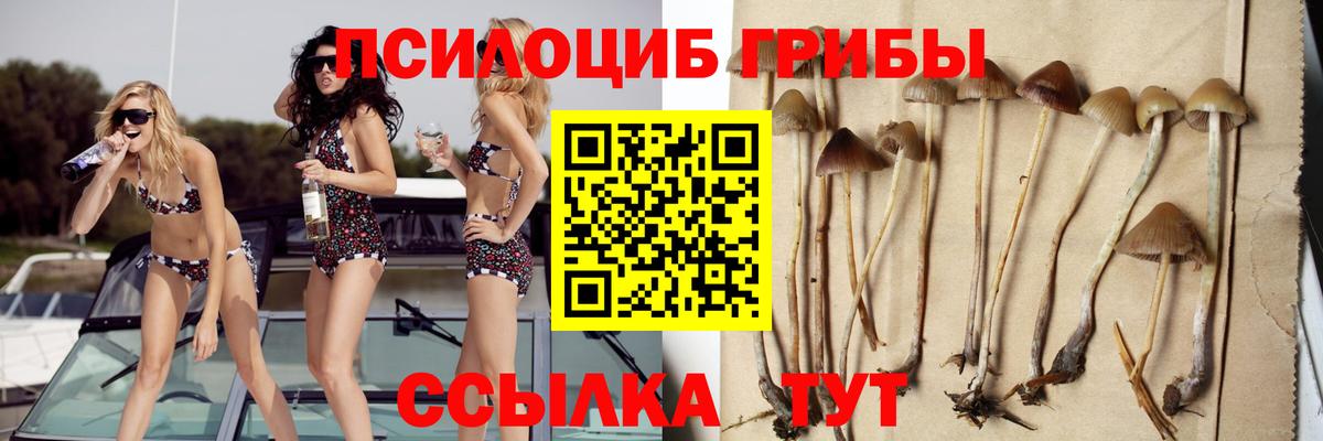 Сокол  Псилоцибиновые грибы мицелий  Вход с VPN 